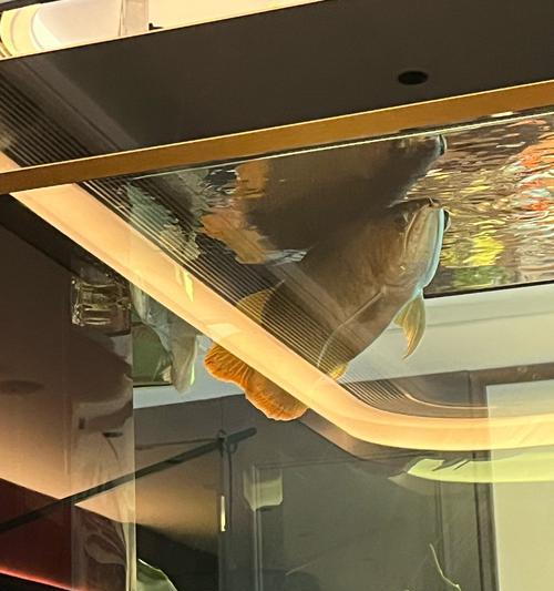 银龙鱼混养最佳搭档选择指南，打造和谐水族箱生态环境