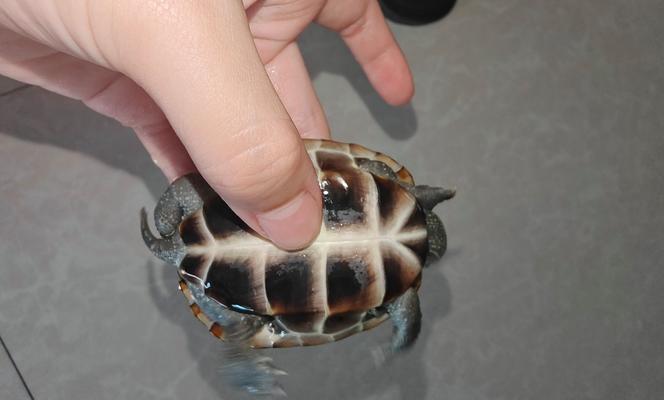 中华草龟最佳伴侣选择与科学养殖指南