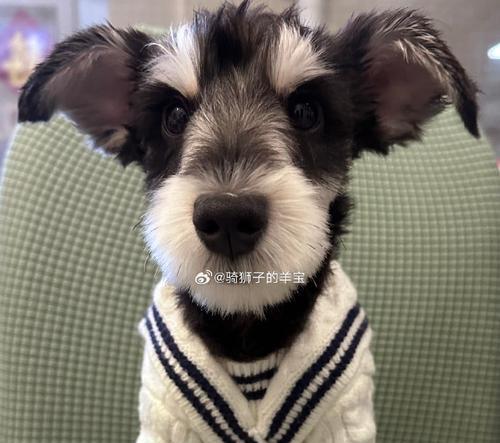 小狗为什么有六个脚趾？揭秘多趾现象的成因与影响