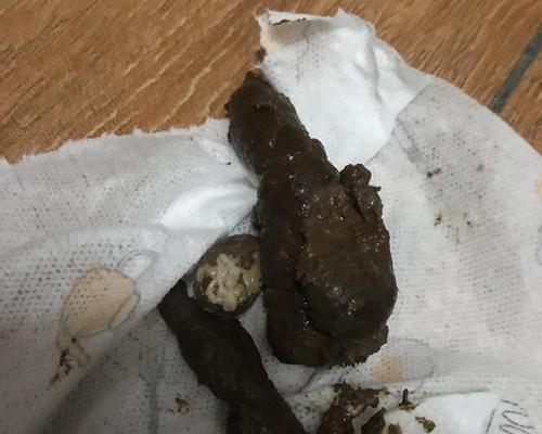 猫粪便特征怎么看？颜色质地气味判断猫咪健康状况