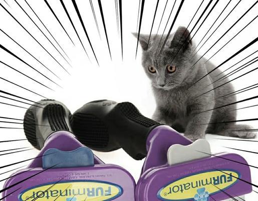 异国短毛猫梳子选择指南：打造完美护理体验