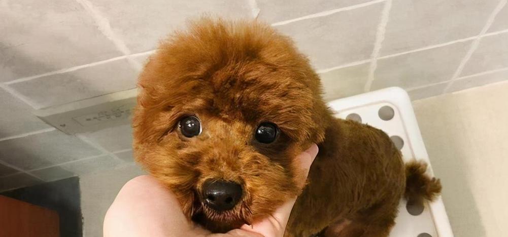 贵宾犬怀孕期间饮食指南：营养搭配与喂养注意事项