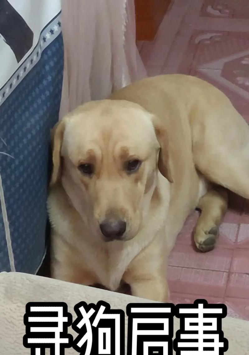 拉布拉多犬取名指南：如何选择适合的完美名字