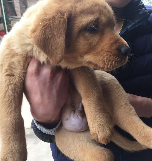 狗狗为什么喜欢揉肚子：揭秘15个深层原因