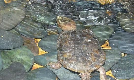 这些龟类不会咬人，适合家庭饲养的温顺宠物龟品种推荐