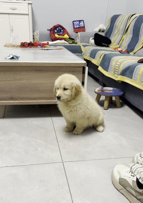 金毛犬禁食清单：15种危险食物及健康风险解析