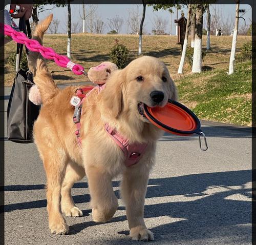 金毛犬取名指南：15个实用技巧帮你选对狗狗名字