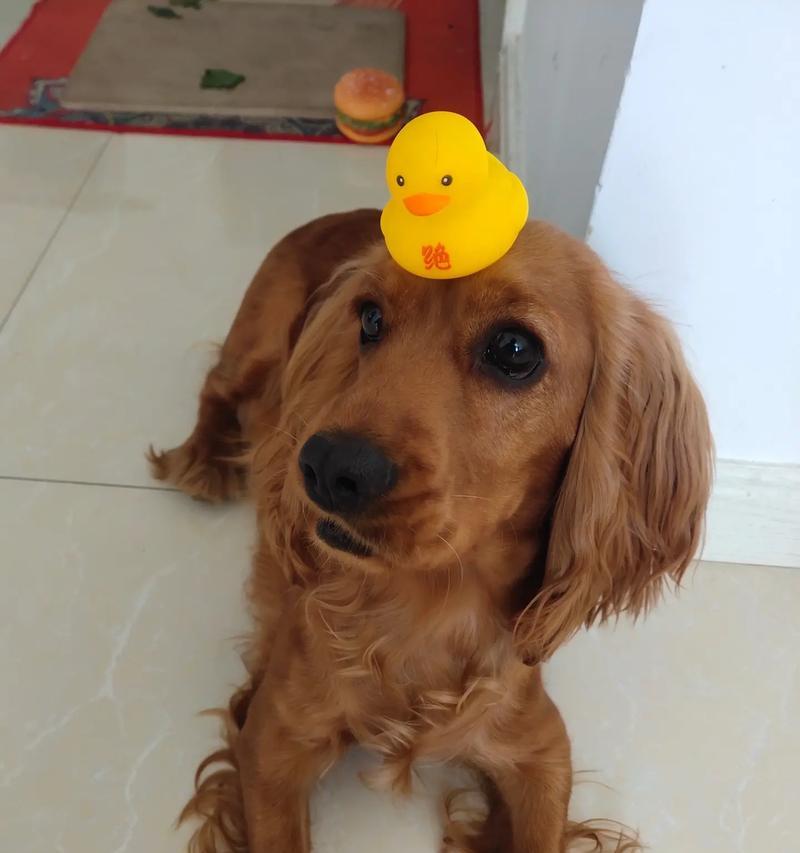 狗耳朵形态多样性解析：立耳下垂耳卷耳等不同特征与功能