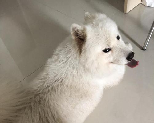 半岁萨摩耶饮食指南：营养搭配与喂养要点