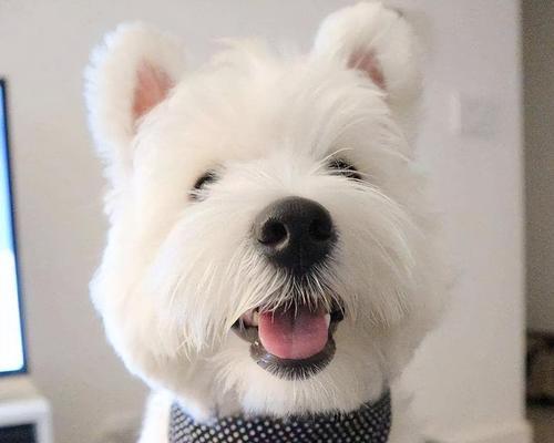 西高地梗毛发颜色大全，探索多彩犬种的绚烂世界