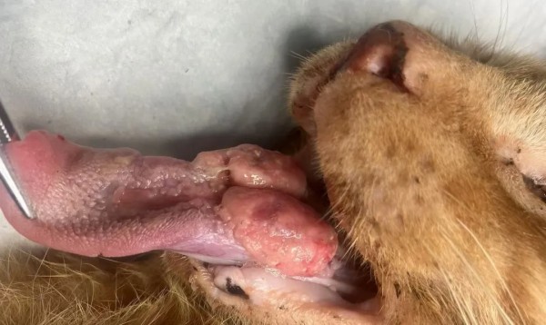 兽医外科中阶实操培训班-3天密训提升外科技能