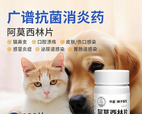 狗狗感冒怎么治疗？科学用药与护理全攻略