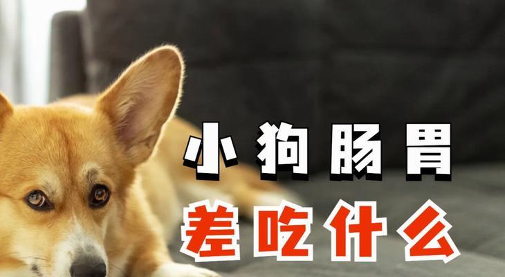 狗狗肠胃宝的功效与使用指南，守护爱宠消化健康