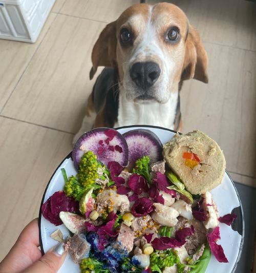 比格犬饮食指南：营养搭配与喂养要点全解析