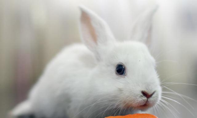 兔肉文化探秘：营养价值与传统美食的完美结合