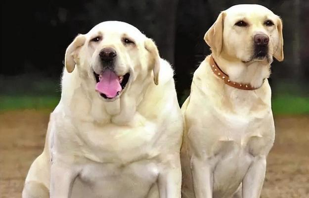 拉布拉多犬快速健康成长指南：科学饮食运动方案