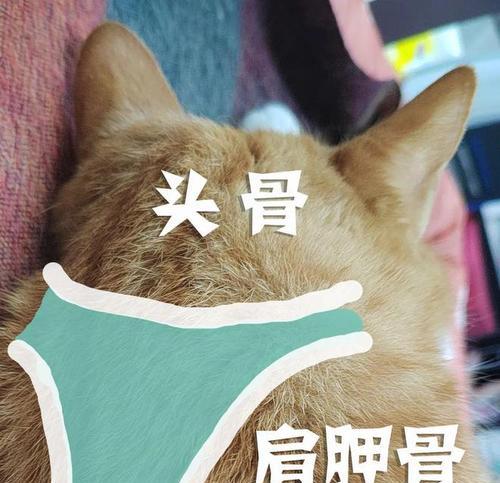 猫咪为什么喜欢吃骨头？探究猫咪啃咬骨头的多重原因