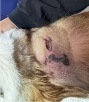 柯基犬外伤感染保守治疗案例分析，心脏病患犬安全用药策略