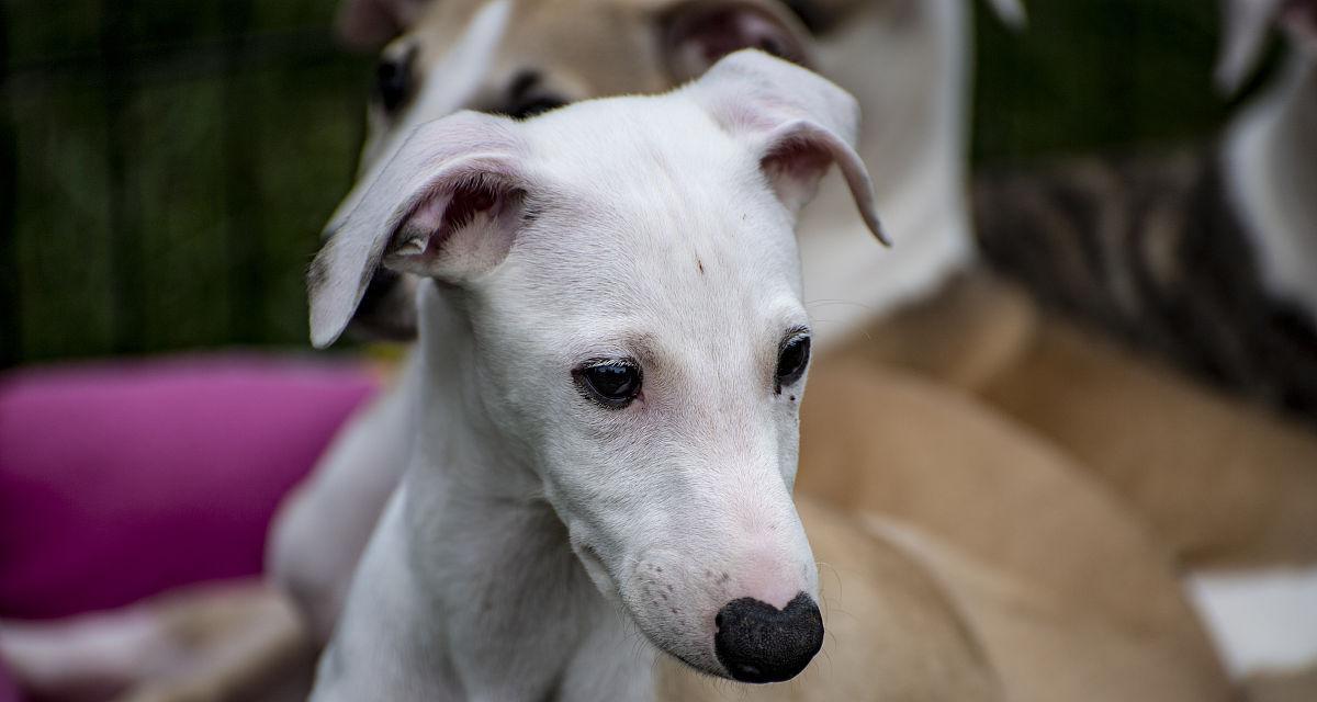 白鼻子狗品种大全：14种白色鼻子犬类详细介绍