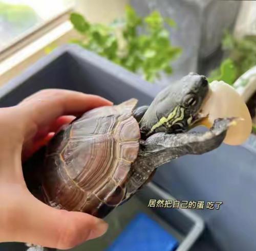 巴西龟生蛋地点选择特点与繁殖习性解析