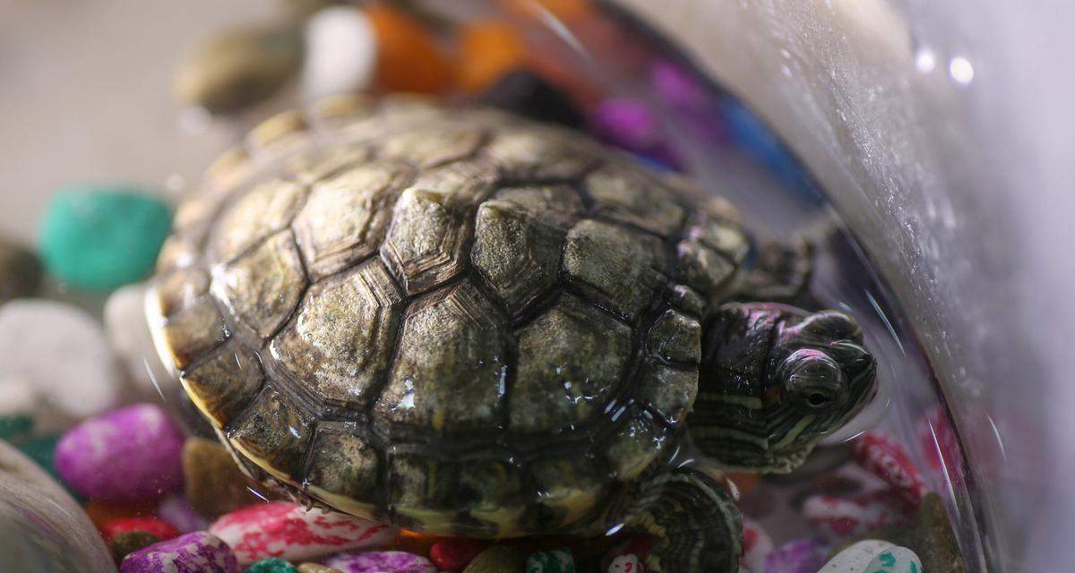 极小乌龟饮食指南：幼龟营养需求与喂养技巧全解