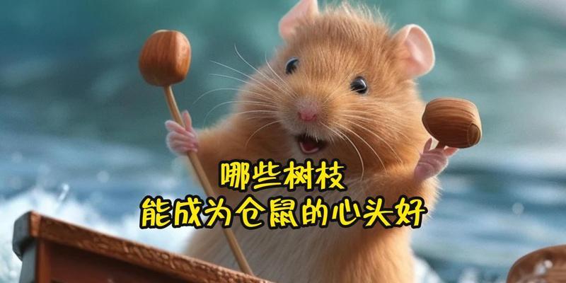 仓鼠磨牙重要性及磨牙工具选择指南