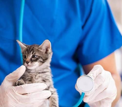 小猫首次体检全攻略：15项检查项目保障健康成长