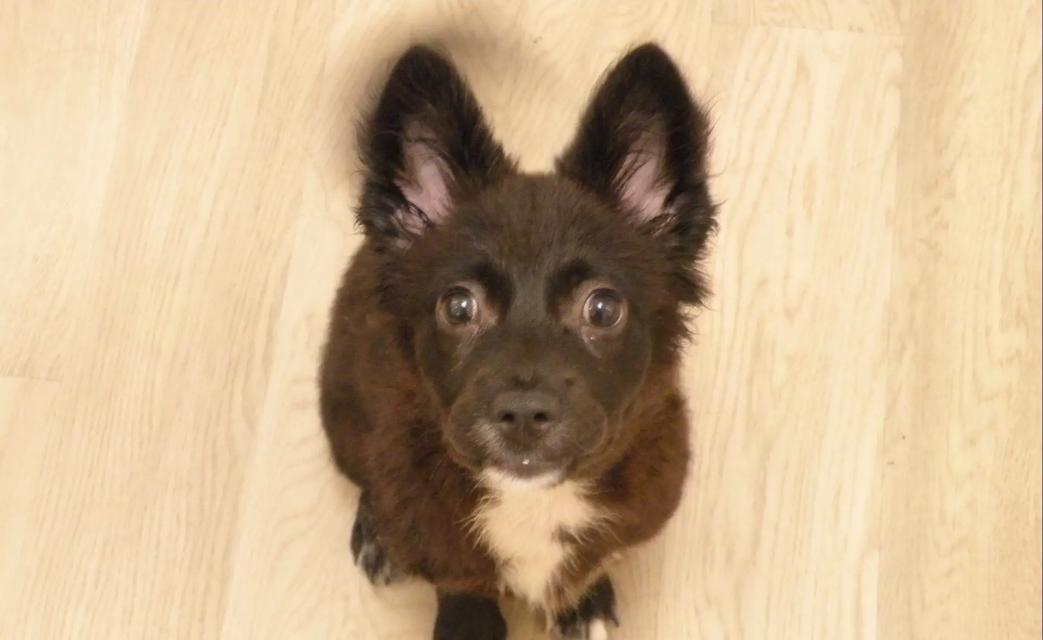 如何选择适合自己的狗狗品种？全面挑选指南