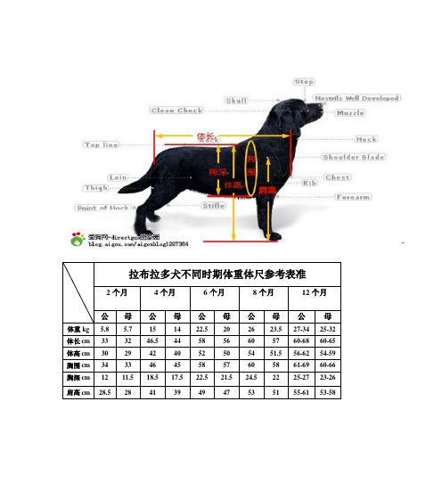 60天拉布拉多幼犬喂养指南：营养搭配与饲养要点详解