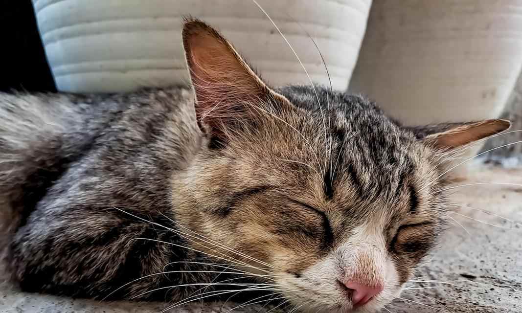 猫突然兴奋的15大原因解析，了解猫咪行为背后的秘密