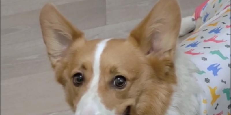 狗耳朵形态多样性的秘密：立耳下垂耳卷曲耳的功能解析