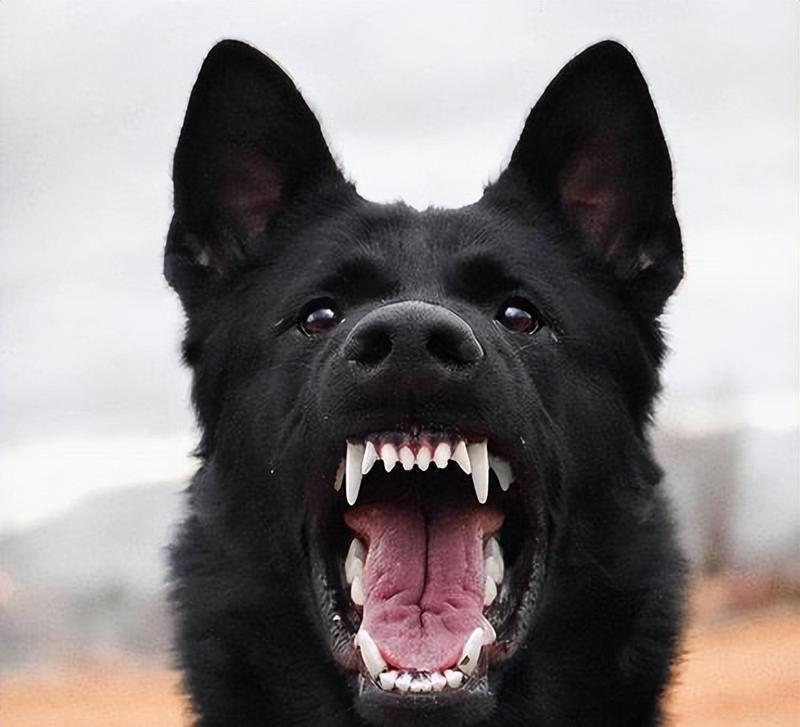 黑狗白胸品种特点与养护指南，打造理想家庭宠物