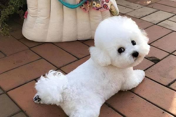 比熊狗尴尬期全攻略：15个症状特征及科学应对方法