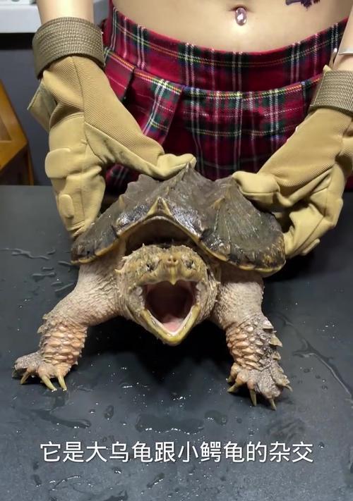 宠物小鳄龟不能吃什么食物，七种禁忌食物需警惕