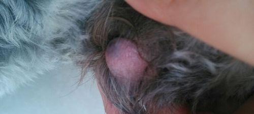 狗狗大小便训练完全指南：15个有效方法让宠物养成良好习惯