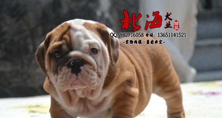 英牛犬价格多少钱一只 影响市场价格的因素分析