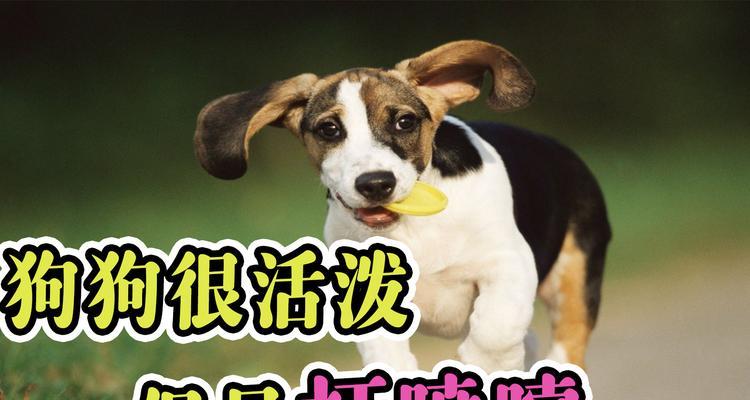 狗喷嚏传播病毒风险解析，犬流感等疾病防治指南