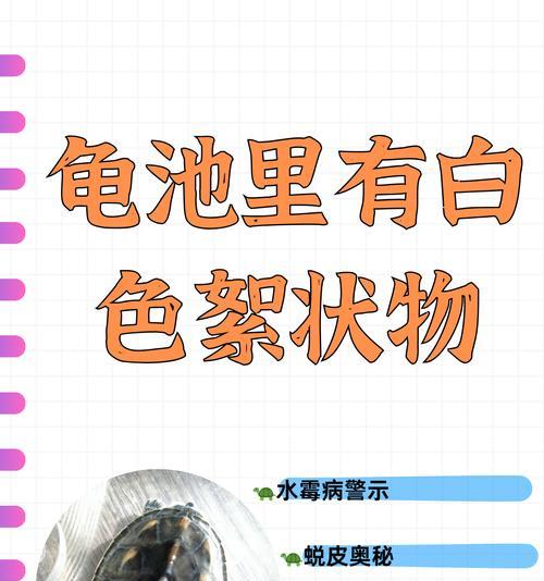 乌龟水质管理全攻略：15个关键要点确保宠物健康
