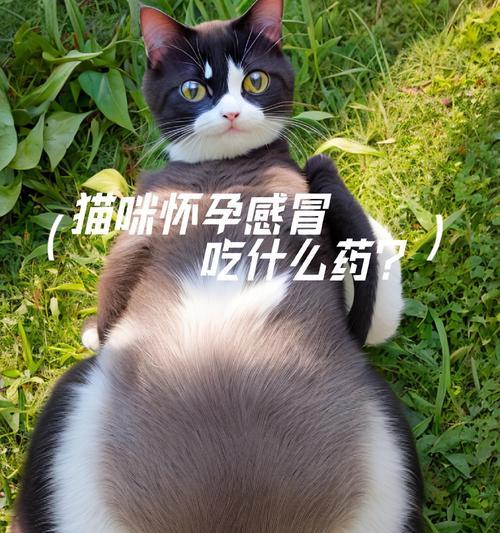 猫咪行为问题药物治疗指南：常用药品效果与注意事项