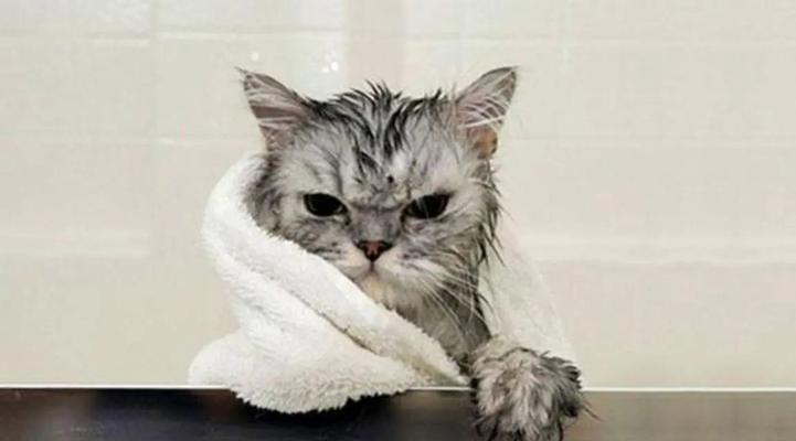 给猫洗澡的注意事项详解，确保爱宠舒适安全的洗护指南