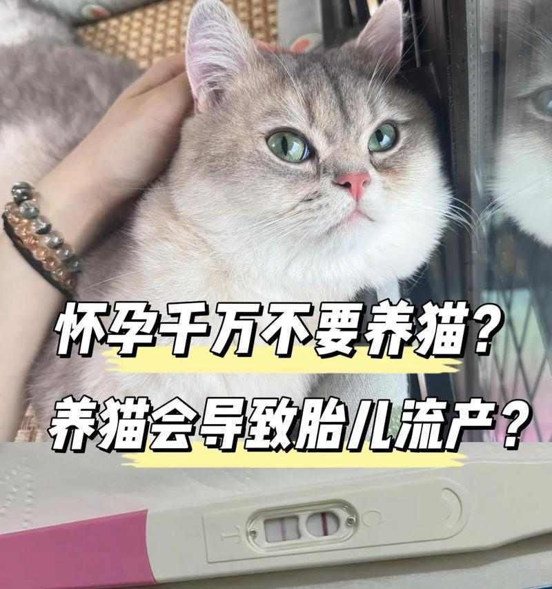 猫咪怀孕流产高发期及预防措施全解析