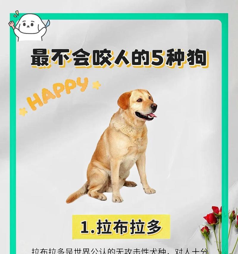 养狗费用明细全面解析：从购买到日常开销的预算规划指南