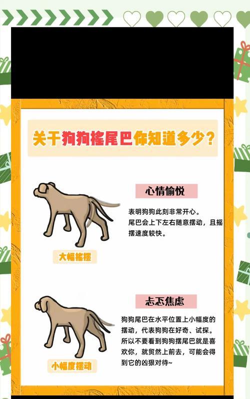 狗狗断尾利弊全解析：手术风险与护理要点