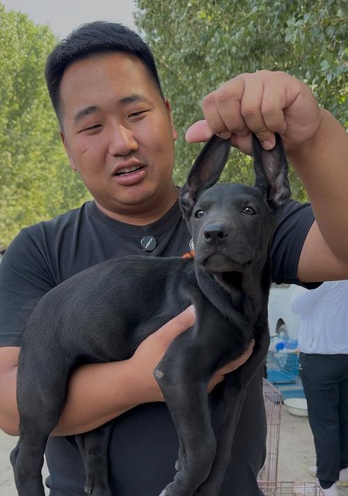 黑狼犬特点性格训练难度全解析，了解这种强大犬种的挑战性