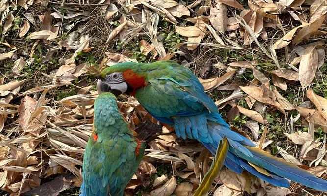 鹦鹉长时间不进食会饿死吗？营养需求与生存分析