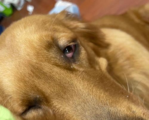 狗狗眼睛发红的15种常见疾病及治疗方法详解