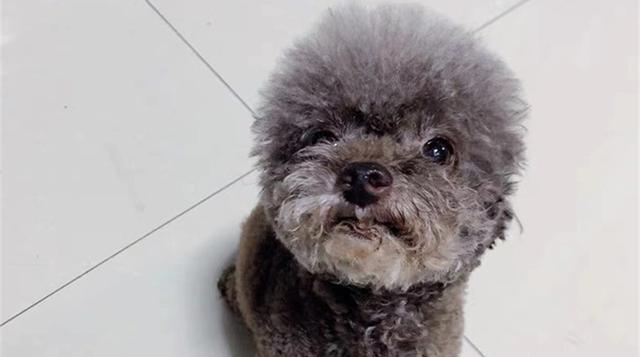 狗缺白蛋白的症状表现与有效预防措施全解析