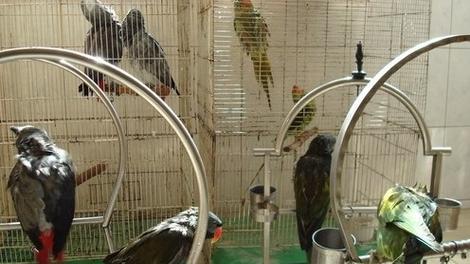 虎皮鹦鹉养殖技术全攻略，科学饲养方法与注意事项详解