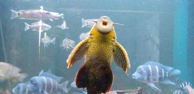 鱼缸清道夫品种大全：15种清洁鱼类特点与功能详解