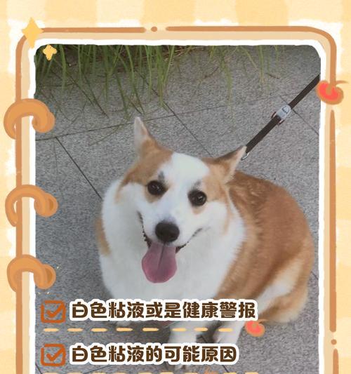 狗狗不吃饭呕吐泡沫状粘液的原因及处理方法